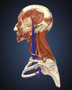 Side View of Human Face Anatomy Fine Art Print