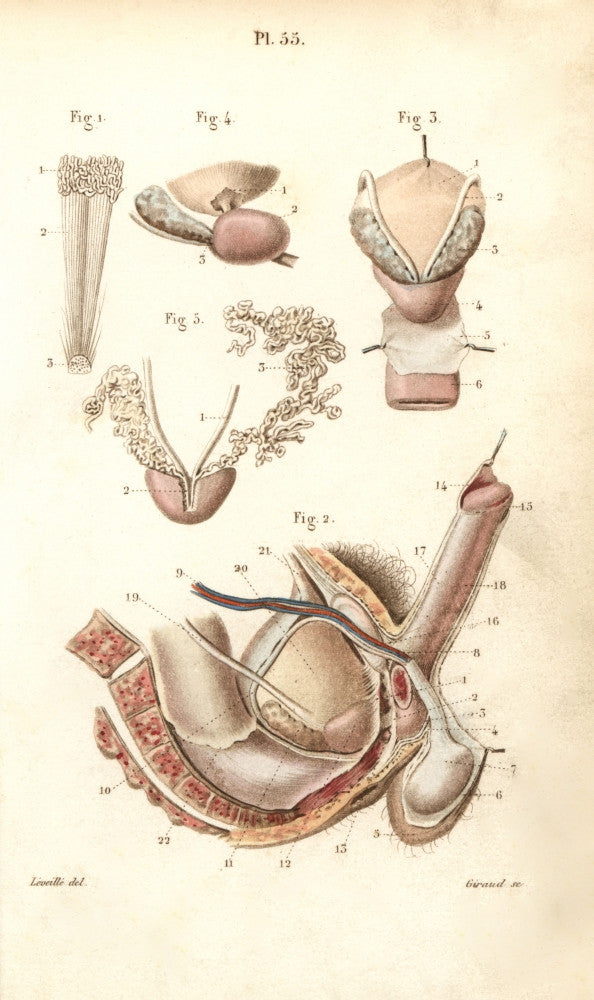 Male Pelvic Organs: Scrotum, Penis, and Prostate Fine Art Print