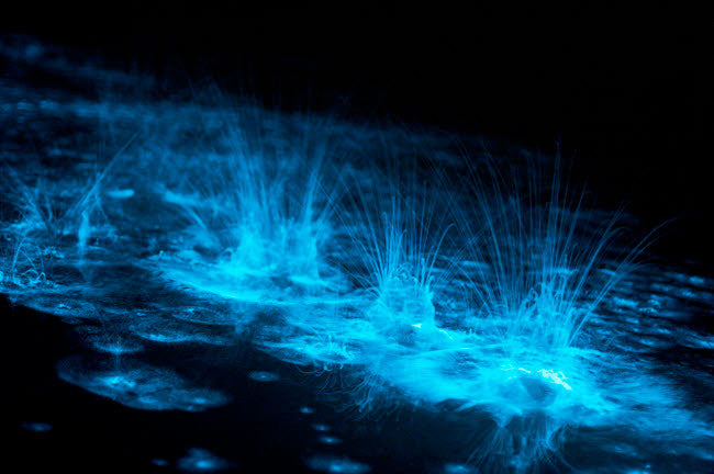 Bioluminescence Splashes in Gippsland Lakes Fine Art Print by Philip Hart