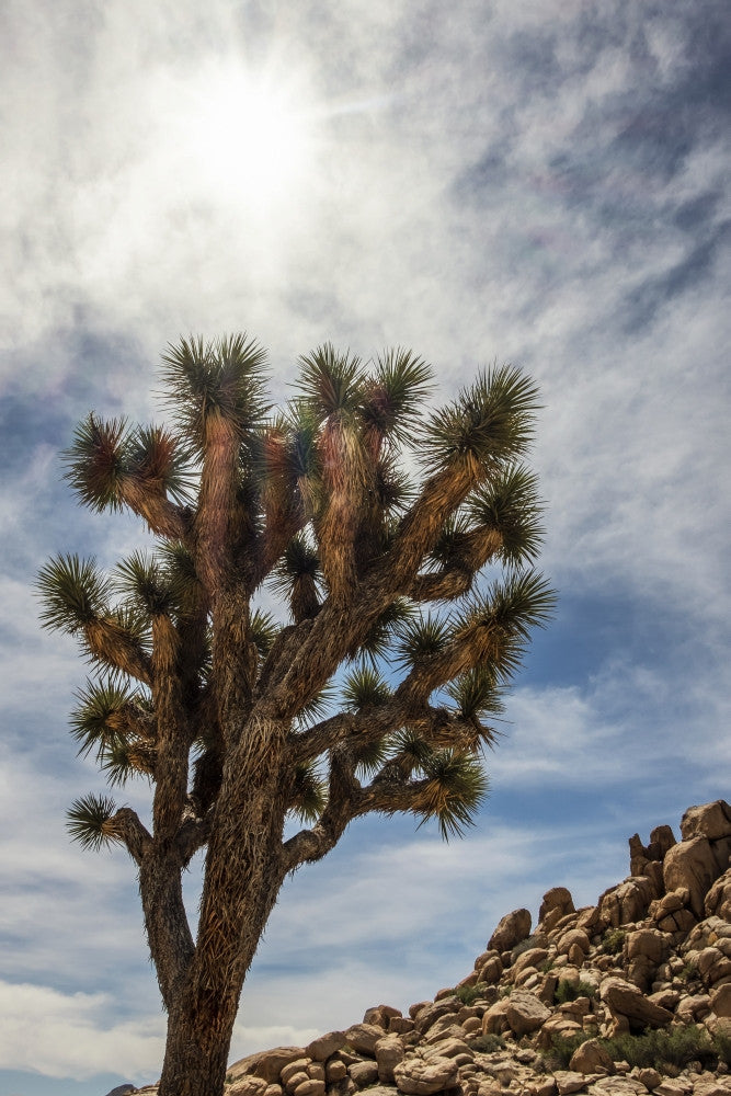 Yucca Brevifolia Tree Poster Print by Leah Bignell | Joshua Tree National Park