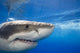 Great White Shark Fine Art Print - Guadalupe Island, Mexico by Dave Fleetham