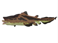Edestus Shark Fine Art Print by Corey Ford | Stocktrek Images