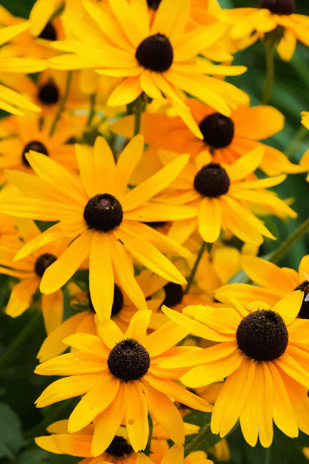 Black-eyed Susan Flowers Fine Art Print by Anna Miller - 18x24