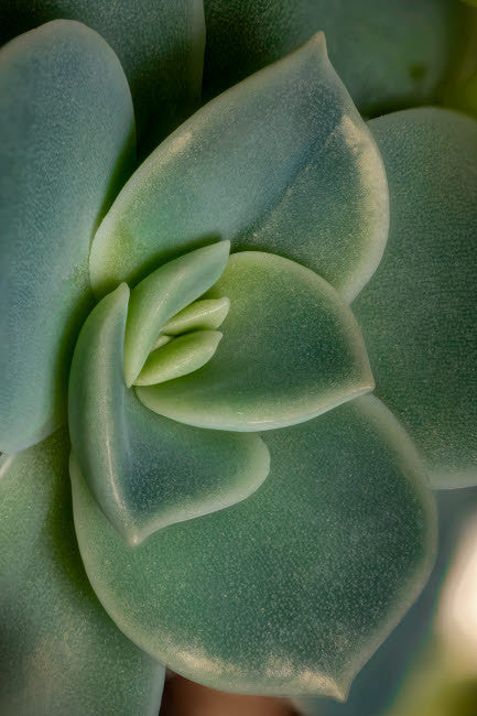 Leatherpetal Succulent Fine Art Print by Jaynes Gallery - Colorado Close-Up