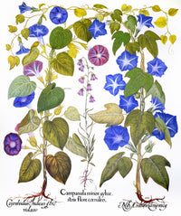 Bluebell and Morning Glory Engraving from Florilegium by Granger