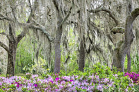 Pink Azalea Bush and Live Oak Trees Fine Art Print by Lisa Engelbrecht
