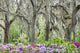 Pink Azalea Bush and Live Oak Trees Fine Art Print by Lisa Engelbrecht
