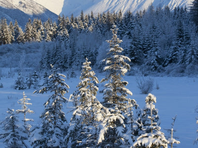 Alaska Art