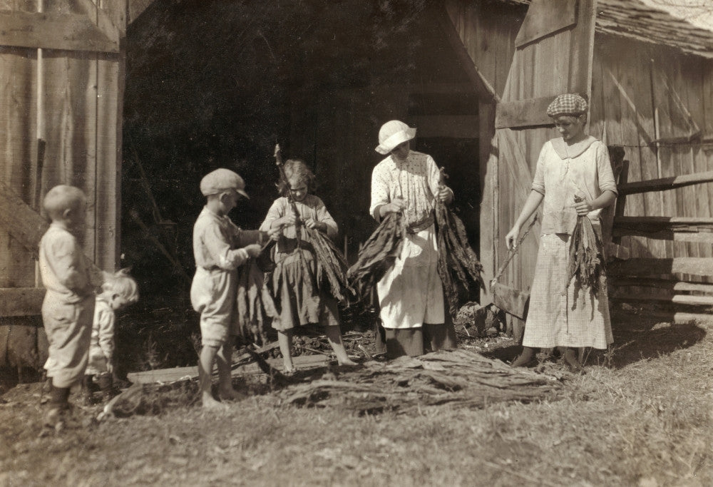 Kentucky Tobacco Farm Fine Art Print by Lewis Hine | Posterazzi