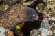 Moray Eel on Coral Reef Fine Art Print by Brook Peterson