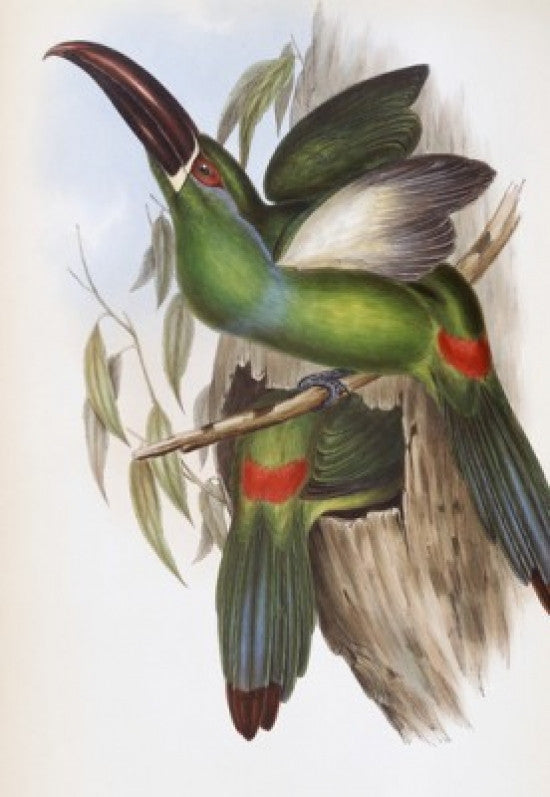 Chestnut-billed Groove-bill Fine Art Print by John Gould