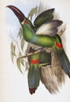 Chestnut-billed Groove-bill Fine Art Print by John Gould