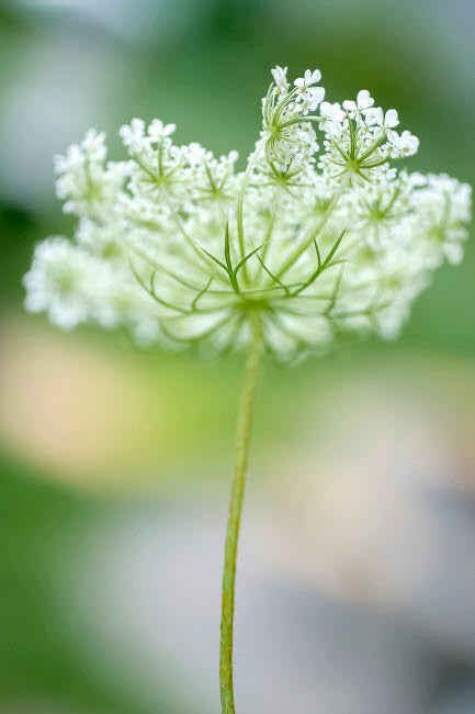 Queen Anne's Lace Flower Fine Art Print by Anna Miller - 18x24