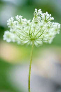 Queen Anne's Lace Flower Fine Art Print by Anna Miller - 18x24