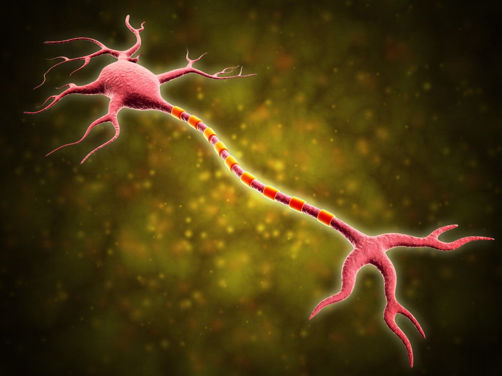 Microscopic View of a Multipolar Neuron Fine Art Print