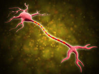 Microscopic View of a Multipolar Neuron Fine Art Print