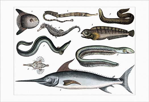 Diverse Sea Creatures Fine Art Print by Heinrich V. Schubert