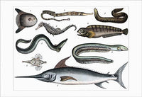 Diverse Sea Creatures Fine Art Print by Heinrich V. Schubert