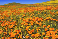 Antelope Valley State Poppy Reserve Fine Art Print by Jaynes Gallery