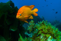 Garibaldi Fish in Kelp - Catalina Islands Art Print by Jennifer Idol