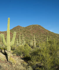 Saguaro Cactus Fine Art Print near Tucson, Arizona