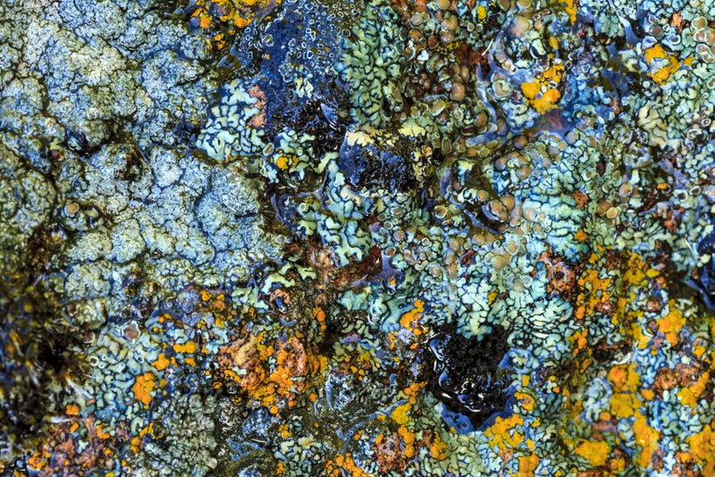 Large Polished Rock with Lichen Art Print by Stuart Westmorland