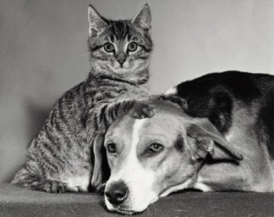 Charming Portrait of a Dog and Cat Fine Art Print