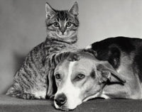 Charming Portrait of a Dog and Cat Fine Art Print