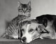 Charming Portrait of a Dog and Cat Fine Art Print