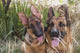 German Shepherd Adult and Puppy Fine Art Print by Zandria Muench Beraldo