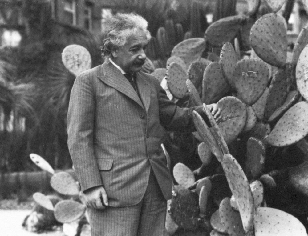 Albert Einstein Inspecting Spineless Cactus Fine Art Print