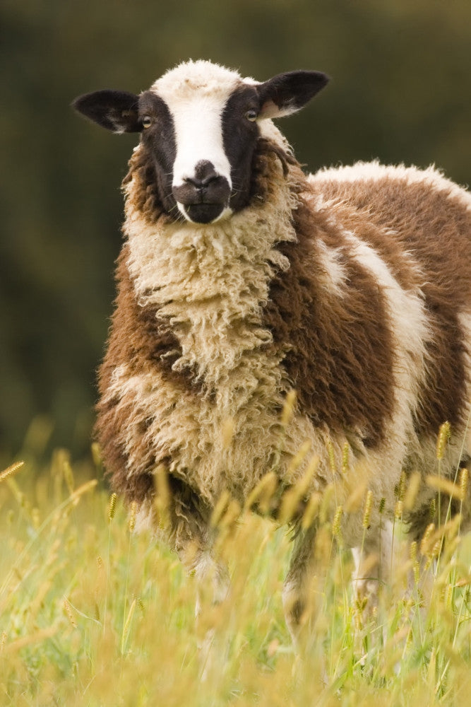 Dorset Sheep in a Pasture Fine Art Print by Janet Horton