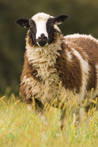 Dorset Sheep in a Pasture Fine Art Print by Janet Horton