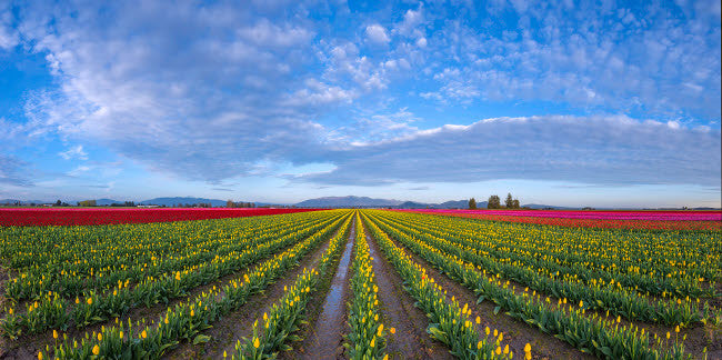 Skagit Valley Tulip Fields Fine Art Print by Jaynes Gallery