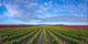 Skagit Valley Tulip Fields Fine Art Print by Jaynes Gallery