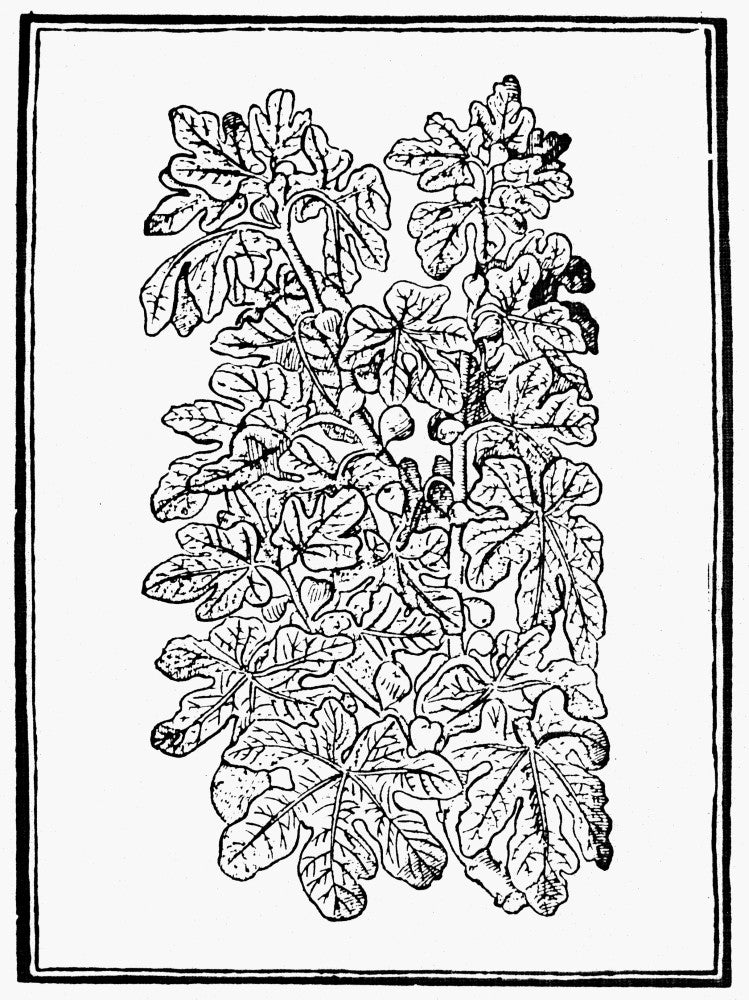Fig Tree Fine Art Print - 16th Century Woodcut from France