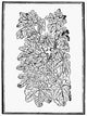 Fig Tree Fine Art Print - 16th Century Woodcut from France