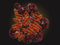 Microscopic View of Rickettsia Fine Art Print - StockTrek Images