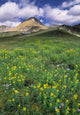 Mt. Cirque Fine Art Print - Wildflowers in Helen Creek Valley, Banff National Park