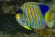 Regal Angelfish Fine Art Print from Bohol Sea, Philippines by Bruce Shafer