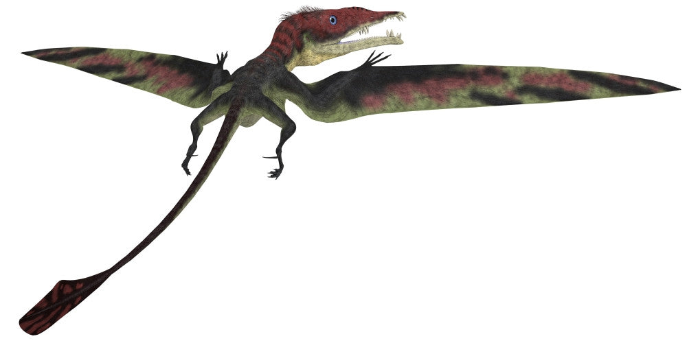 Eudimorphodon Triassic Pterosaur Fine Art Print - StockTrek Images