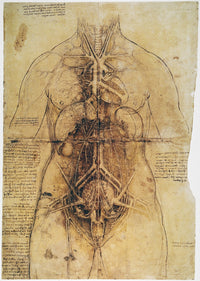Leonardo Da Vinci Female Anatomy Study Fine Art Print (C1510)