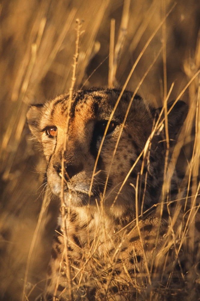 Close Up of Cheetah Laying in Grass Fine Art Print by Tom Soucek