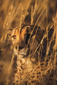 Close Up of Cheetah Laying in Grass Fine Art Print by Tom Soucek