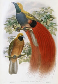Grey-chested Bird of Paradise Fine Art Print by John Gould