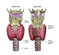 Anatomy of Thyroid Gland with Larynx & Cartilage Fine Art Print
