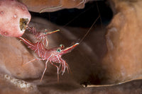 Hinge-beak Shrimp Fine Art Print by Brandi Mueller | Stocktrek Images