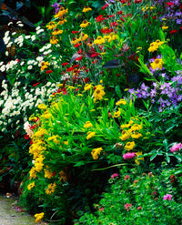 Mixed Flower Border Fine Art Print by The Irish Image Collection
