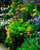 Mixed Flower Border Fine Art Print by The Irish Image Collection