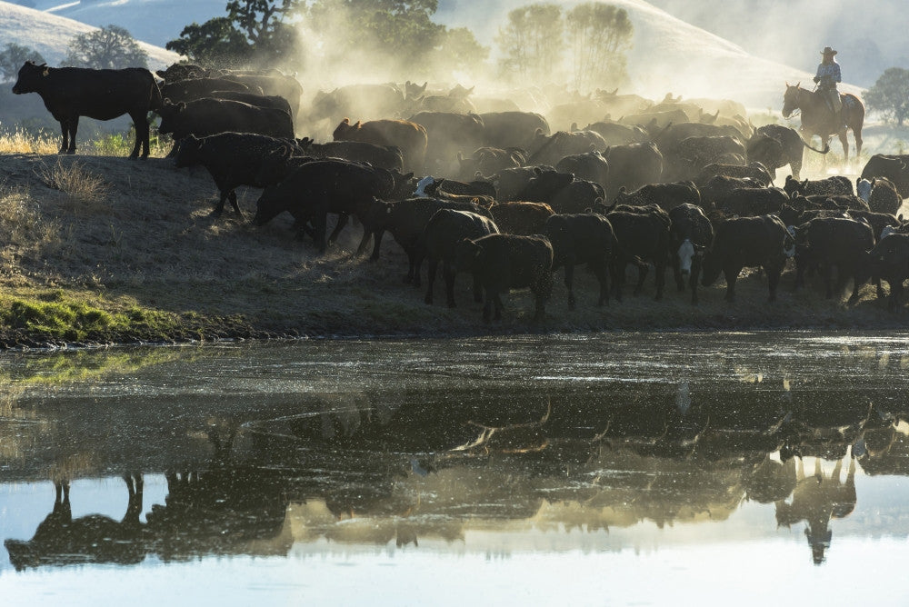 V6 Ranch Cowgirl with Cows Fine Art Print by Ellen Clark